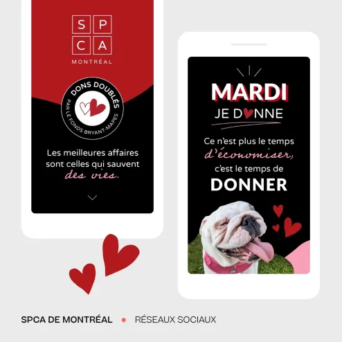 SPCA Montreal 6